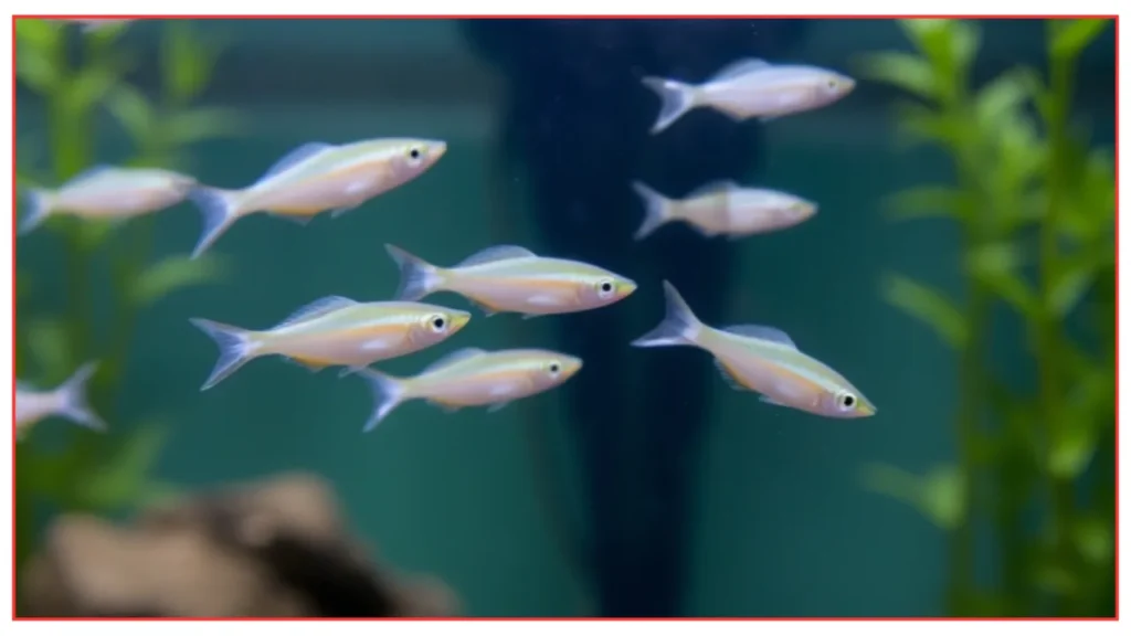 White Cloud Mountain Minnows