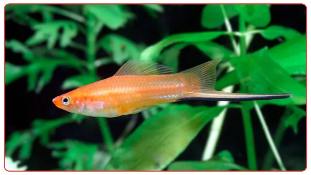 Swordtails