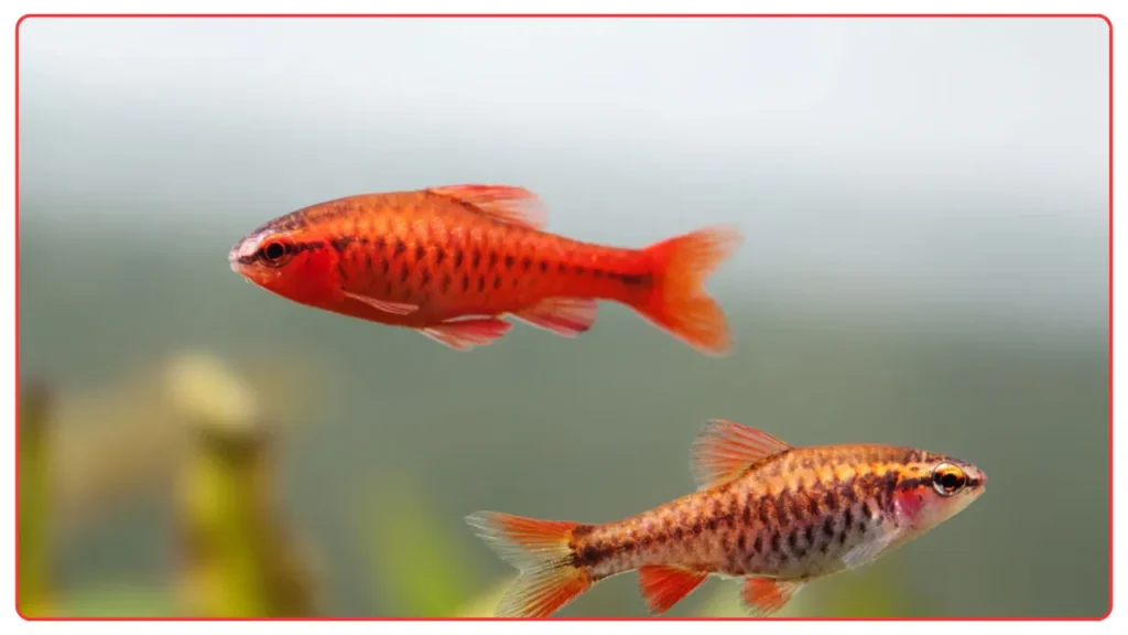 Cherry Barbs