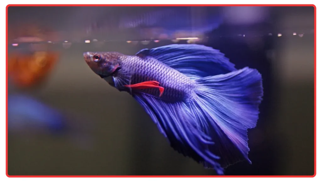 Betta Fish