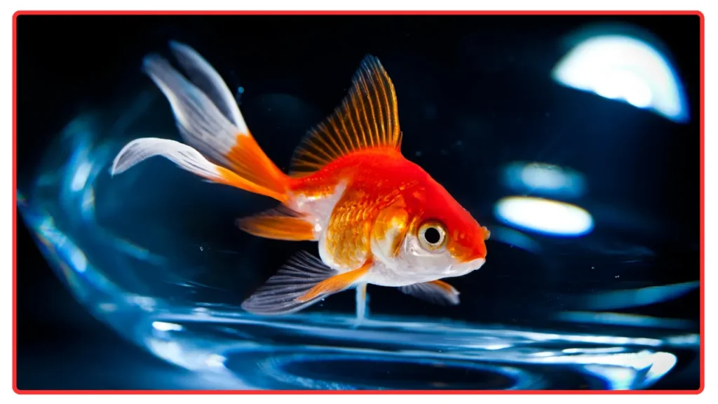 Goldfish