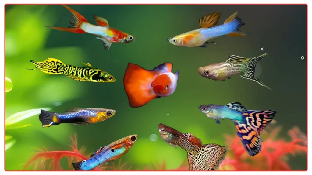 Guppies