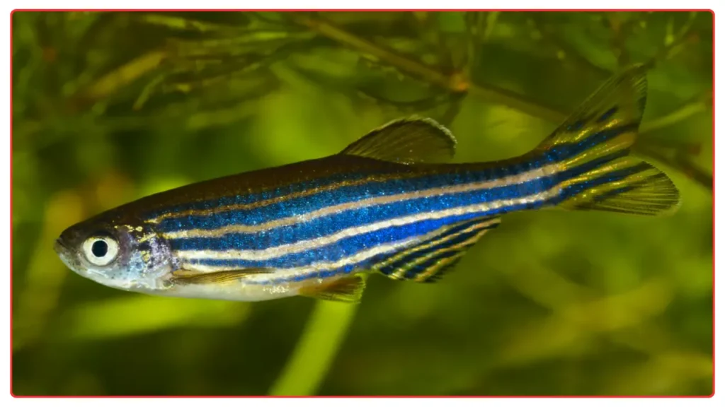 Zebra Danios