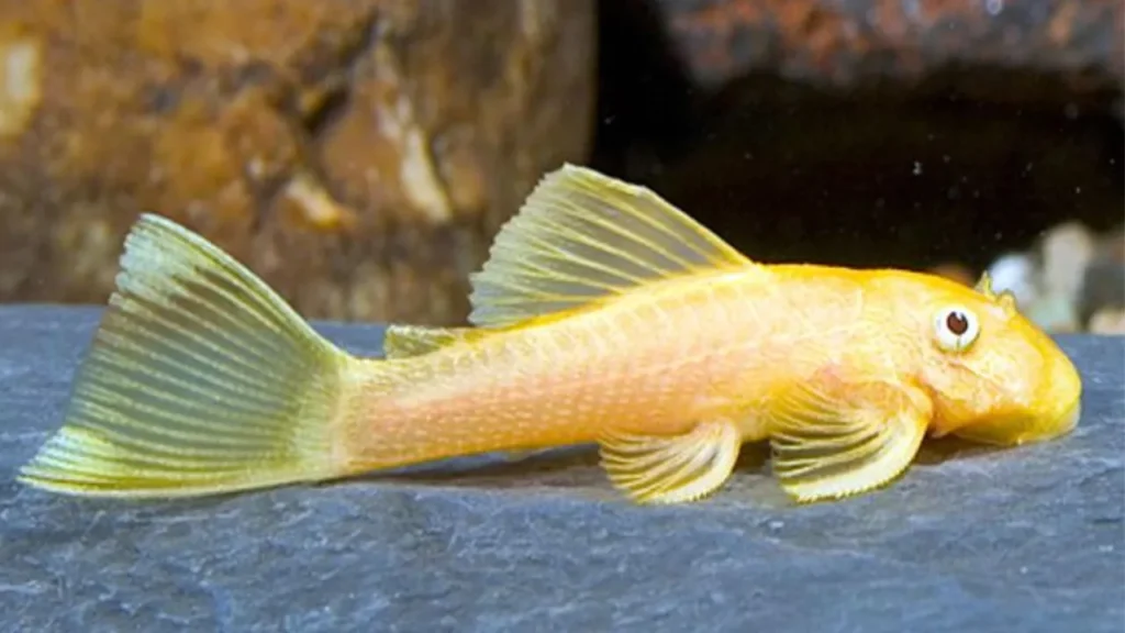 Albino-Bushynose-Pleco