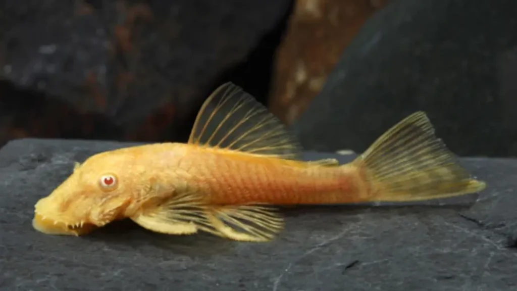 Albino-Bushynose-Pleco