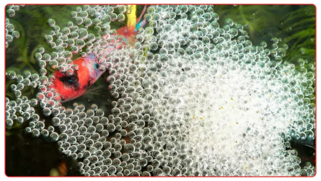 Betta Fish Eggs