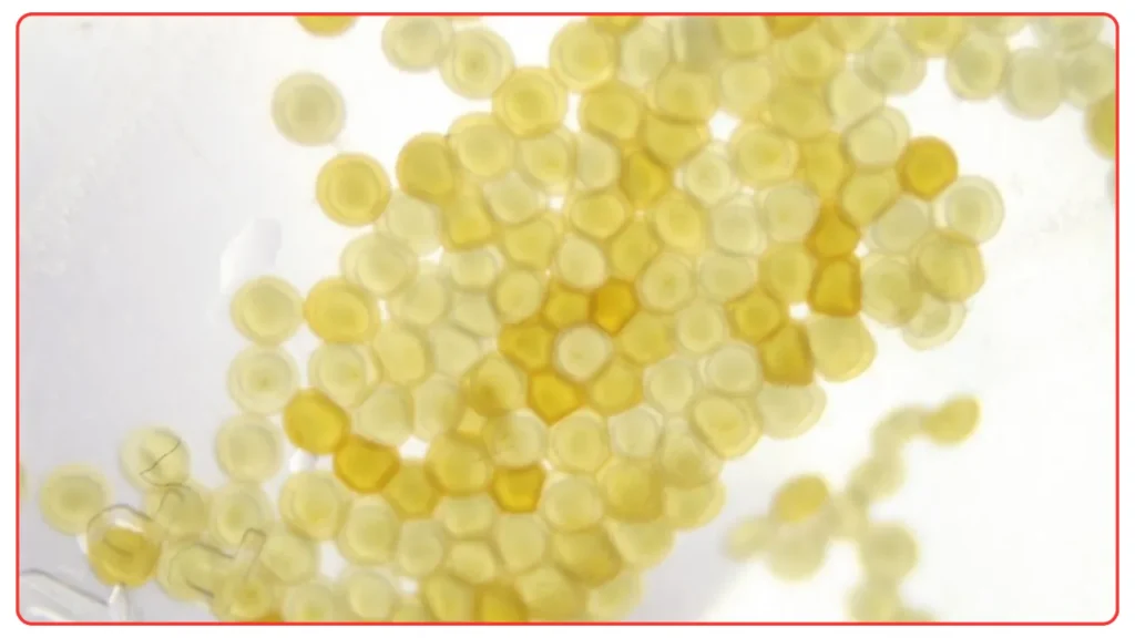 Goldfish Eggs