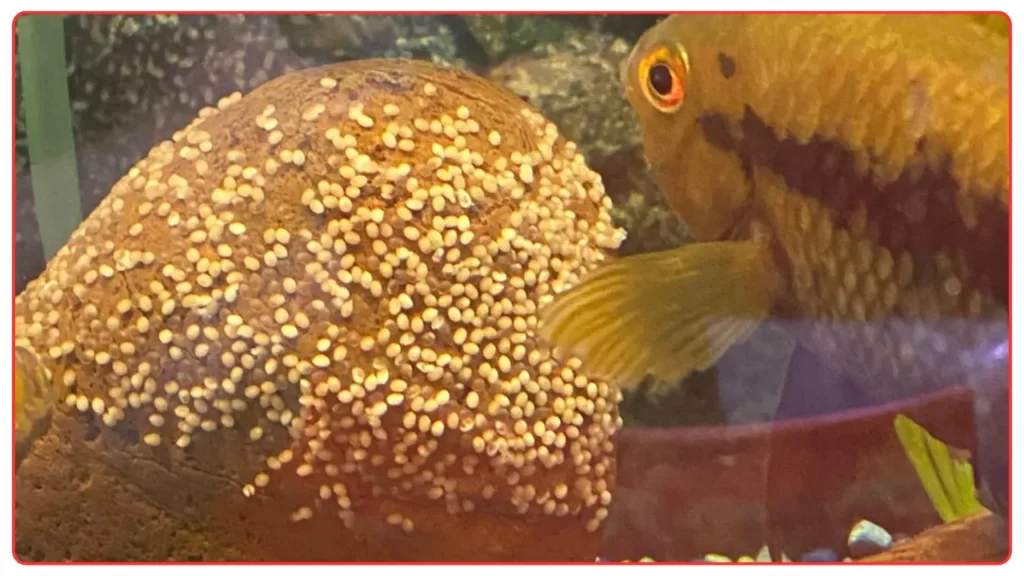 Cichlid Eggs