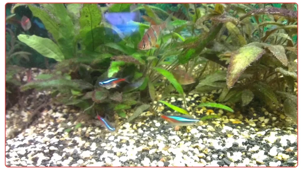 Tetra Eggs