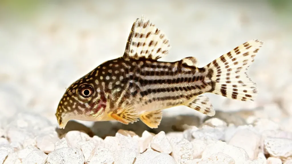 Sterba's Corydoras