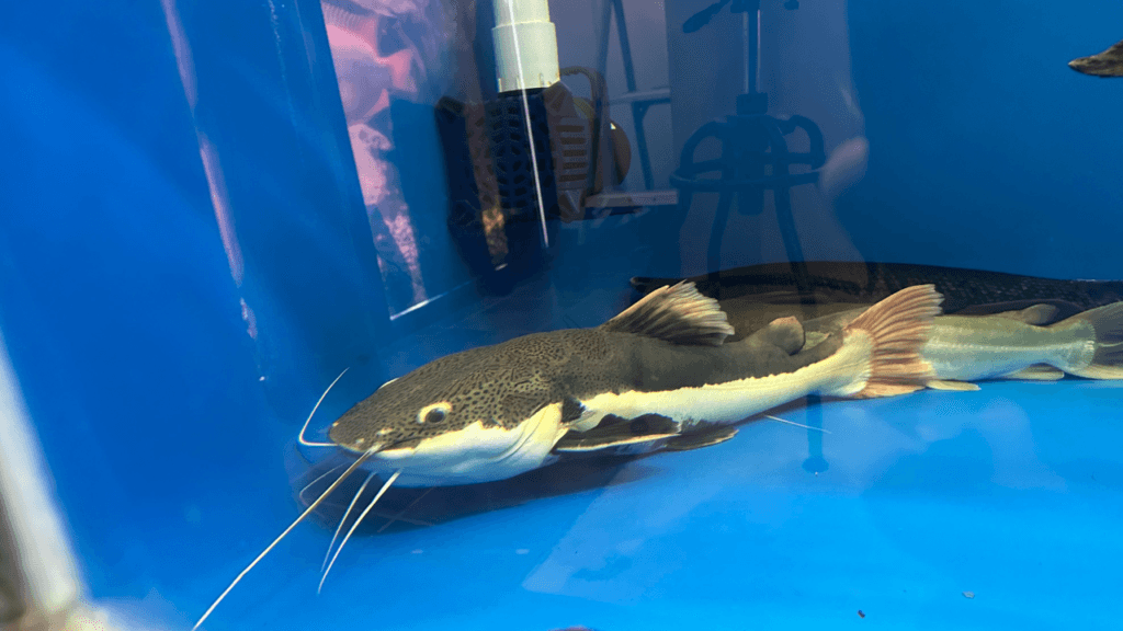 Care Guide for Redtail Catfish