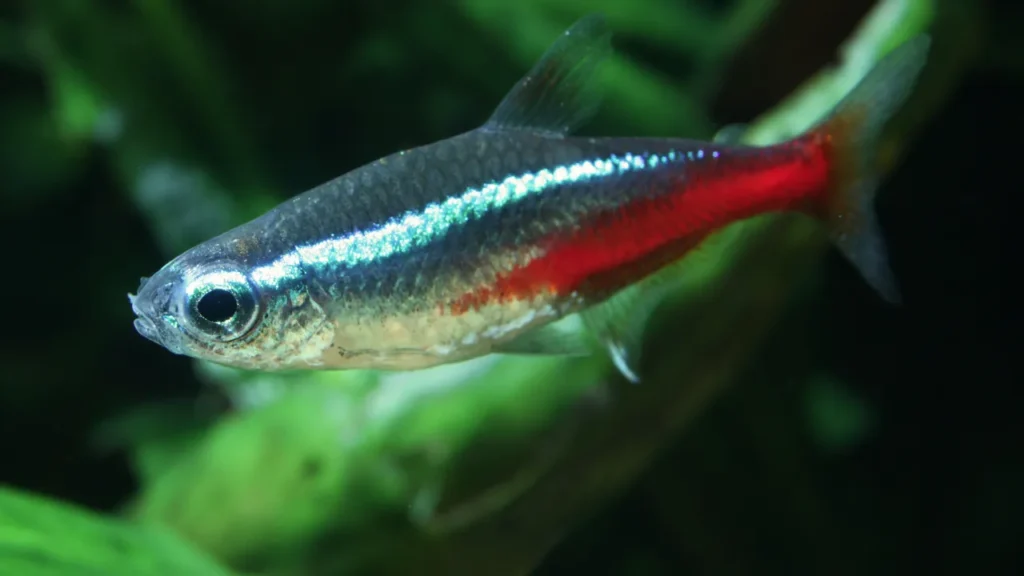 Dither Fish in Aquarium Meaning