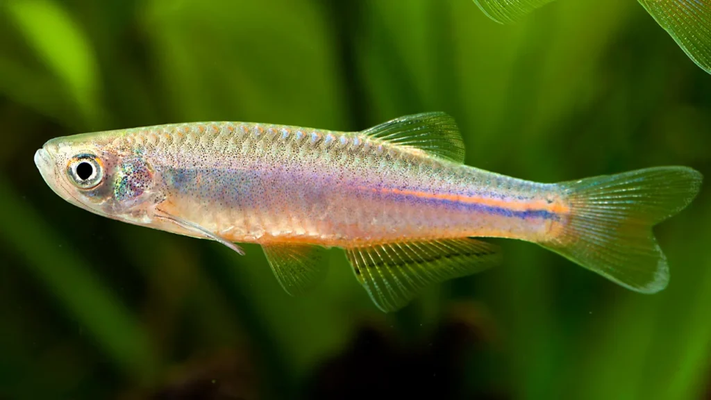 Dither Fish in Aquarium Meaning