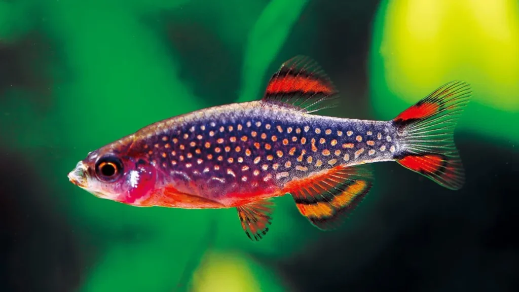 Dither Fish in Aquarium Meaning