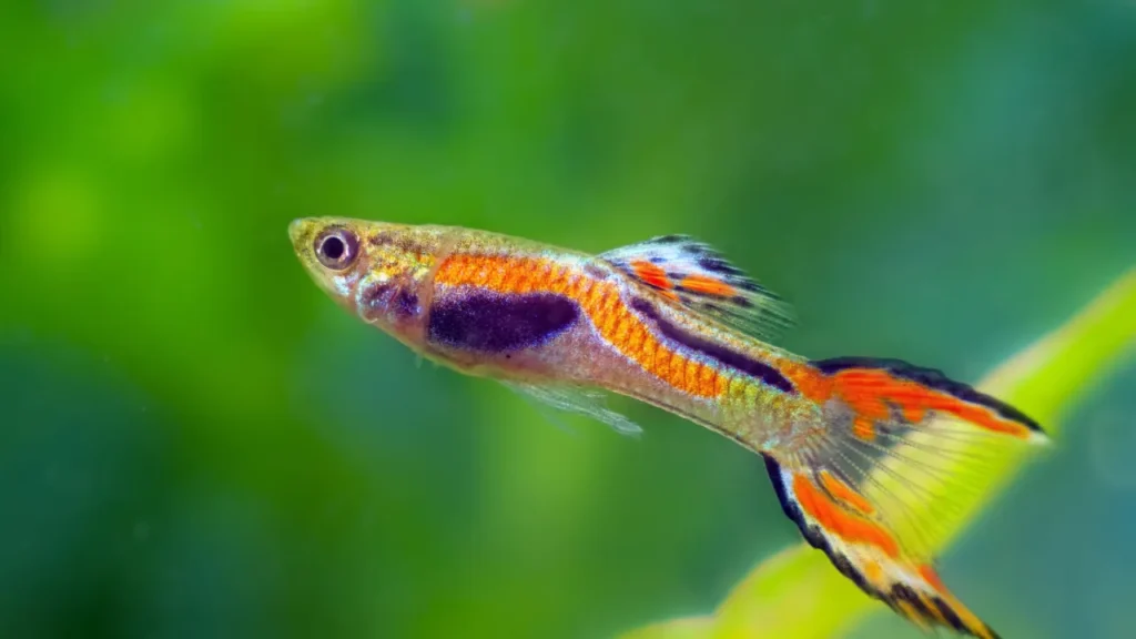 Dither Fish in Aquarium Meaning