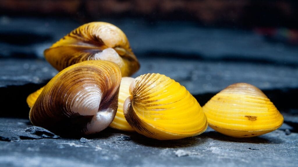 Do Freshwater Clams Breed in Aquariums