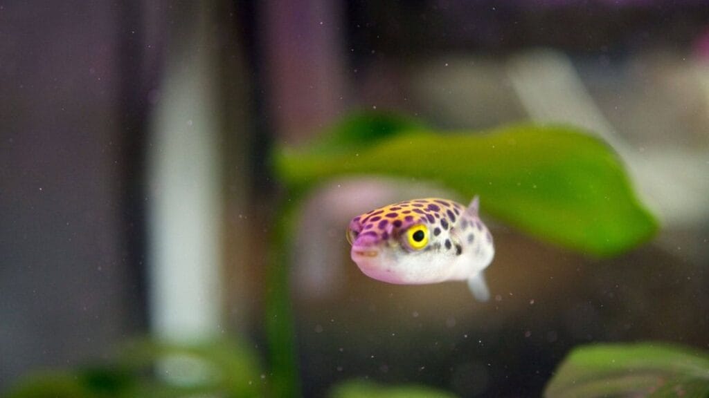 Fahaka Puffer Lifespan, Diet, Care, History