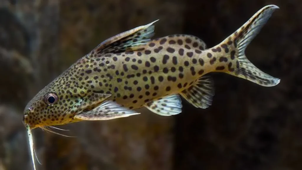 Introduction to Malawi Squeaker Catfish