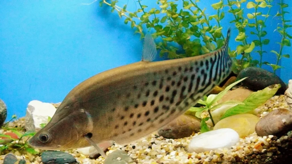 Royal Knifefish Care, Lifespan, and History