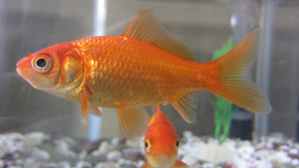 Lucky Fish for Your Aquarium