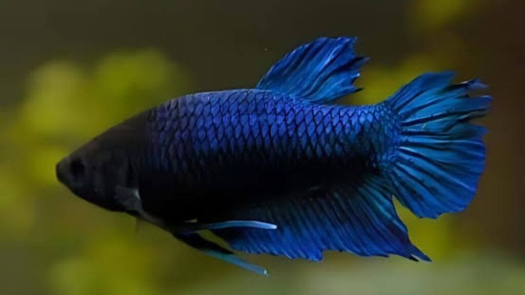 Betta Fish: