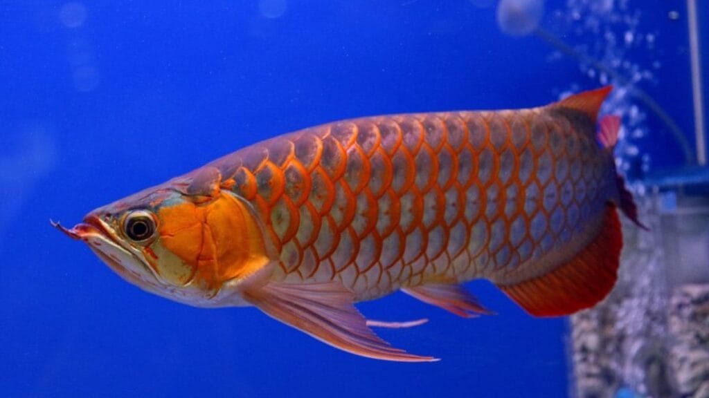 Arowana: The Dragon Fis